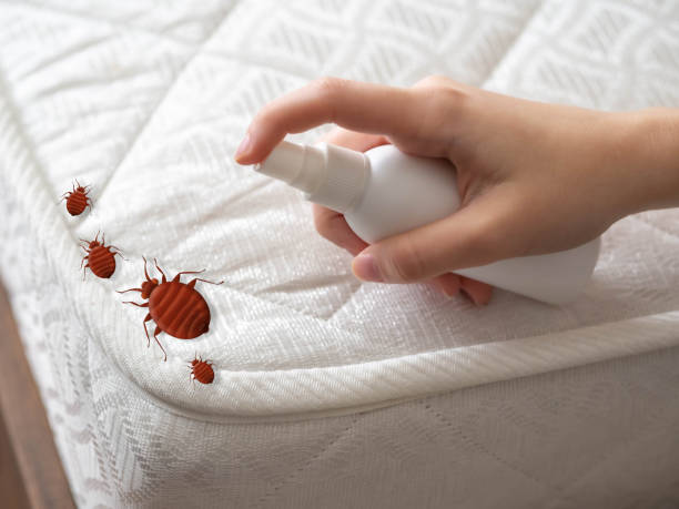 Best Affordable Pest Control Services  in Baywood Park, CA