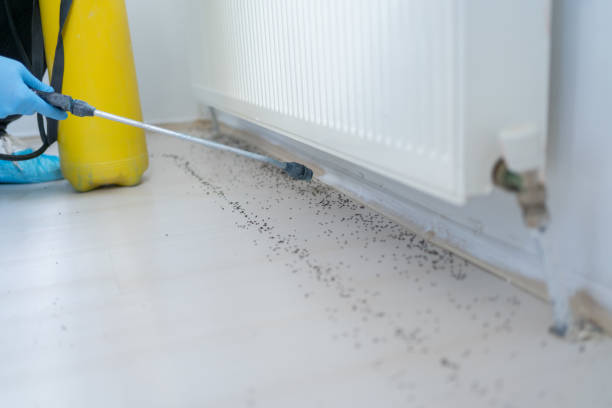 Best Insect Control  in Baywood Park, CA